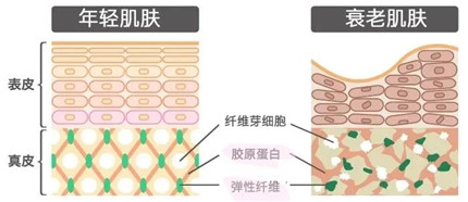 澳门今晚开生肖